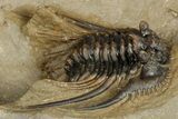 Spiny Leonaspis Trilobite - Atchana, Morocco #315945-1